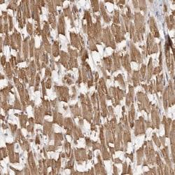 MAP7D1 Antibody, Novus Biologicals 0.1mL; Unlabeled:Antibodies, Polyclonal